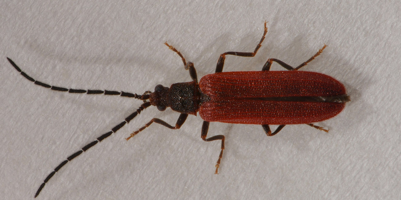 Omalisus taurinensis  (Omalisidae)